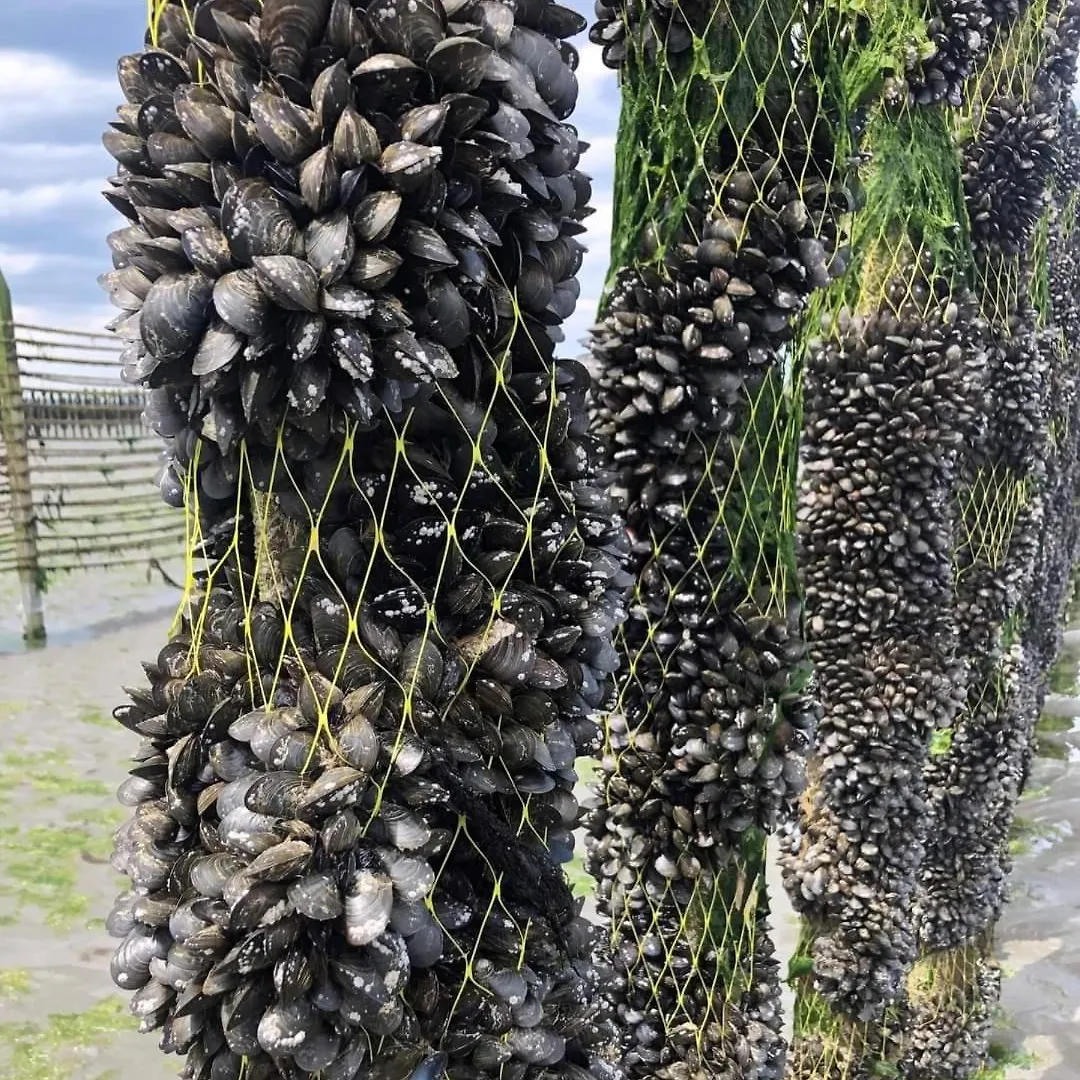 L'Agapanthe, Gite Au Coeur De La Baie De Saint Brieuc Hillion 0*,